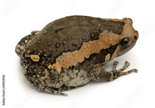 bullfrog isolate on white background