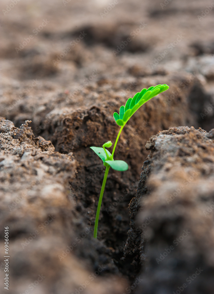 green sprout from dead soil green sprout from dead soil