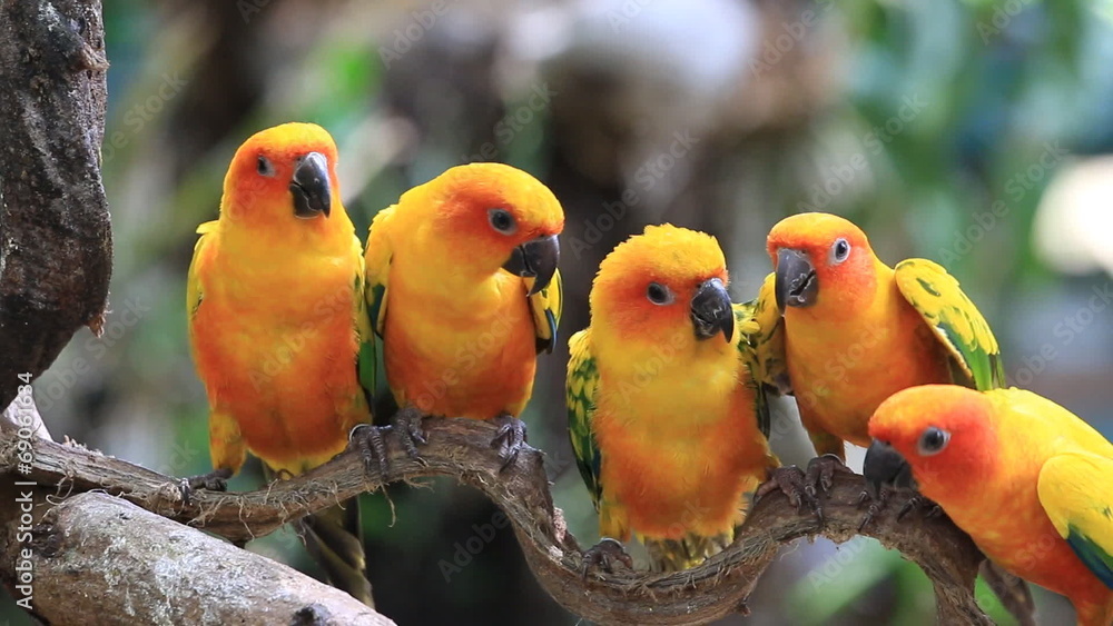 Cute Sun Conure parrot bird group on tree branch, HD Clip Cute Sun Conure parrot bird group on tree branch, HD Clip