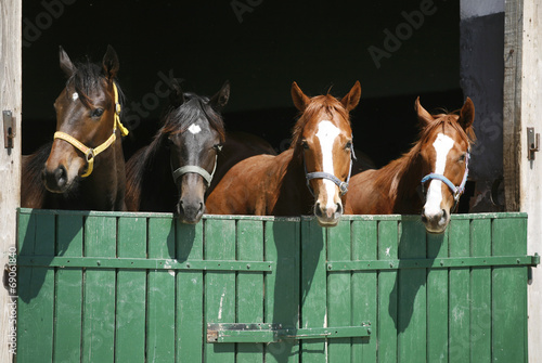 Nice thoroughbred foals in the stable.