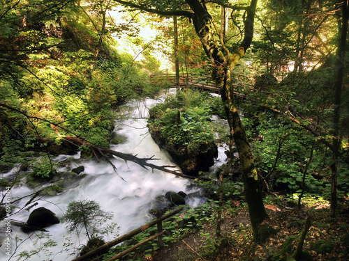 Billede på lærred Wildbach im Wald - torrent in the forest