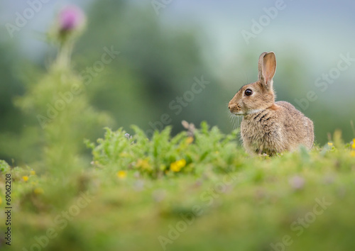 Rabbit in Yorkshire © Natureimmortal
