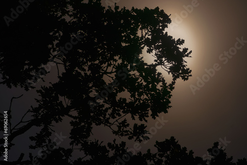 The moon casts a silhouette...