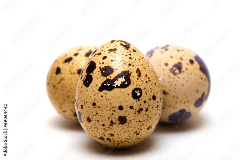 Fototapeta premium quail egg
