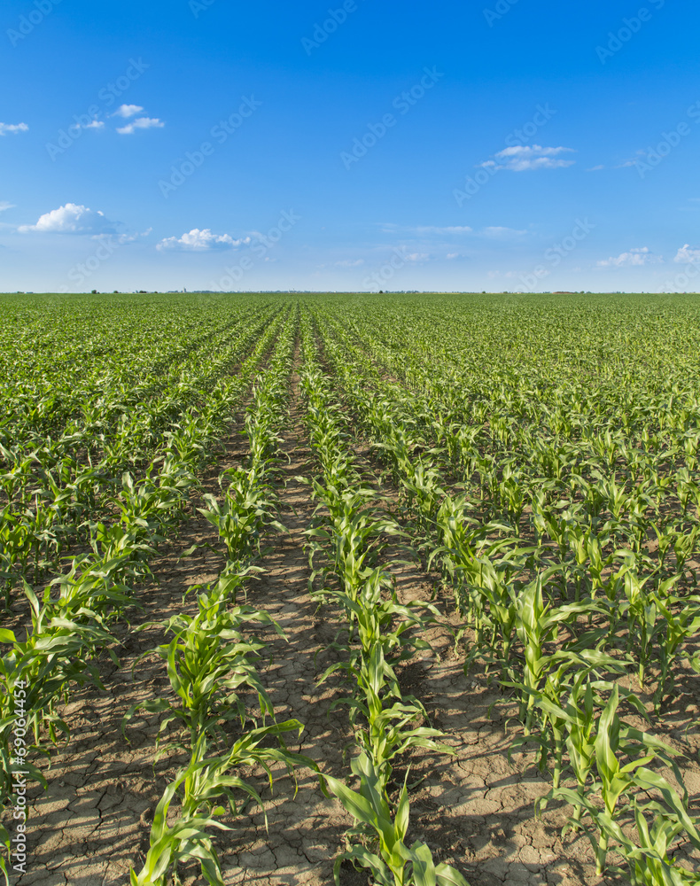 Growing corn field, green agricultural landscape