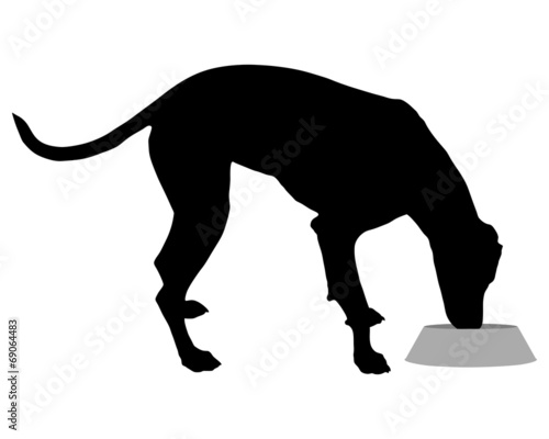 Hund füttern