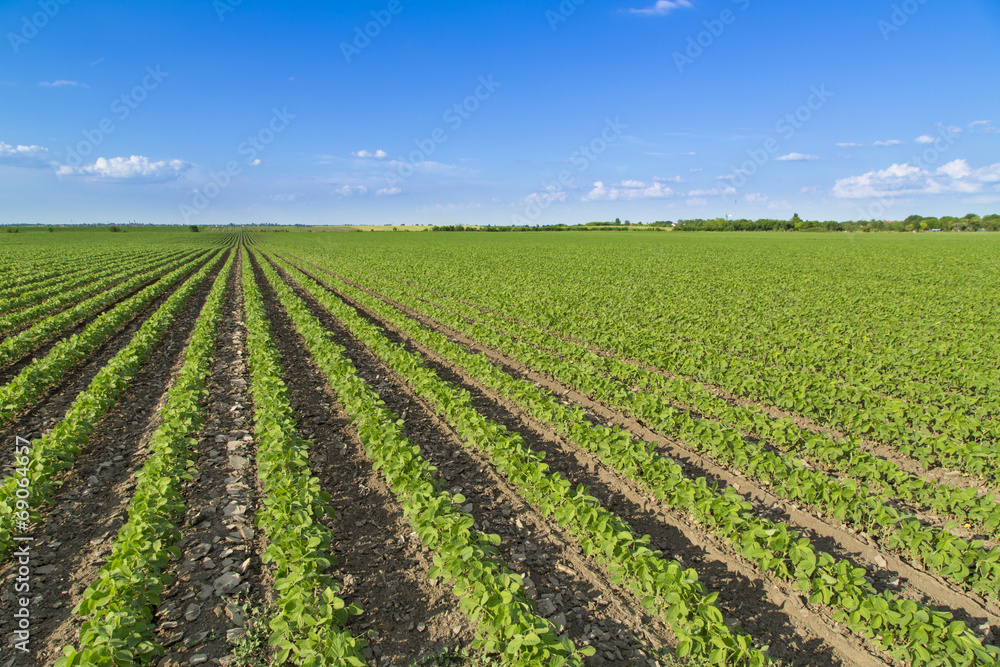 Soybean field ripening at spring season, agricultural landscape