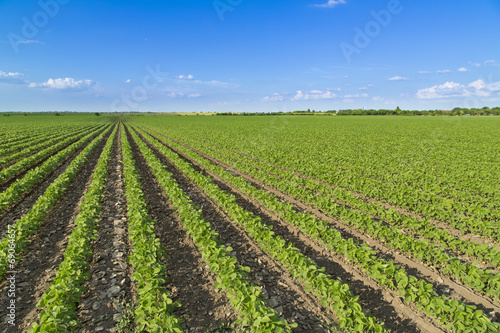 Soybean field ripening at spring season  agricultural landscape