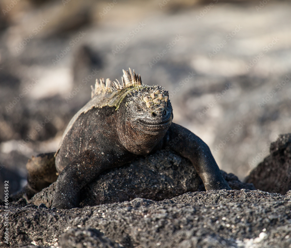 marine iguana Stock Photo | Adobe Stock