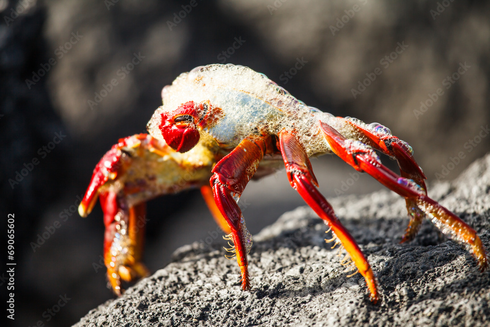 sally lightfoot crab blow bubblesin galapagos sally lightfoot crab blow bubblesin galapagos