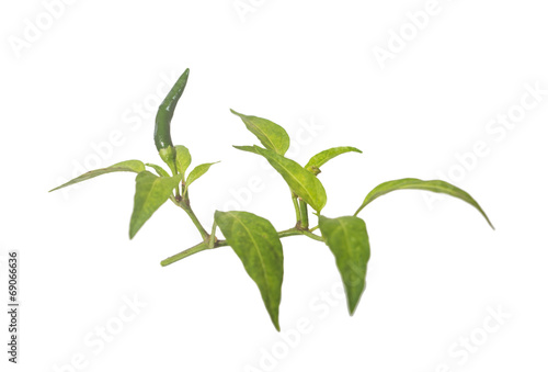 green hot chili with leaf © dextorth