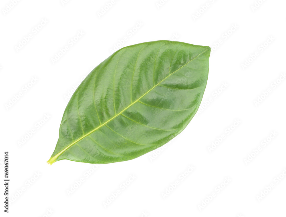 Obraz premium green leaf on white background