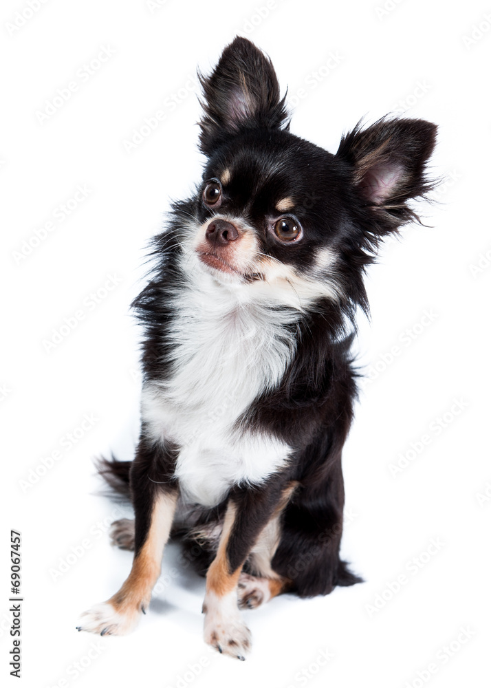 Chihuahua isolated on white background Chihuahua isolated on white background