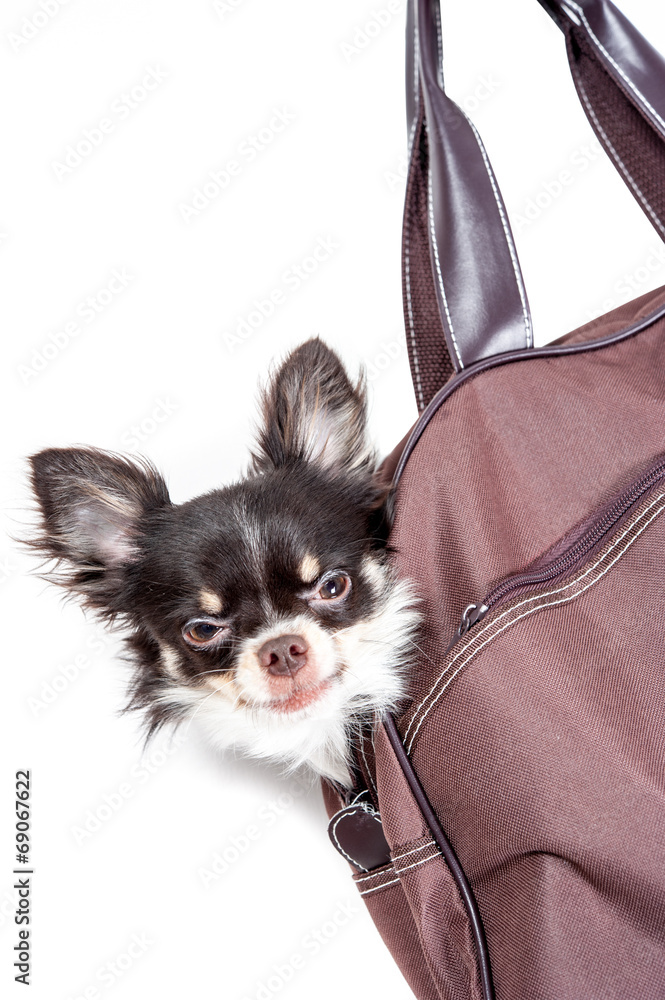 Chihuahua in a bag isolated on white background Stock Photo | Adobe Stock