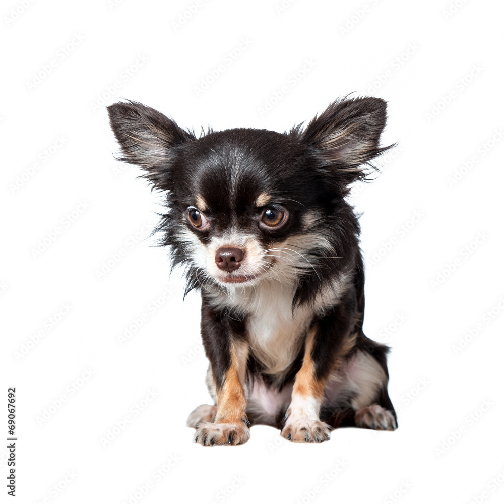 Chihuahua isolated on white background Chihuahua isolated on white background