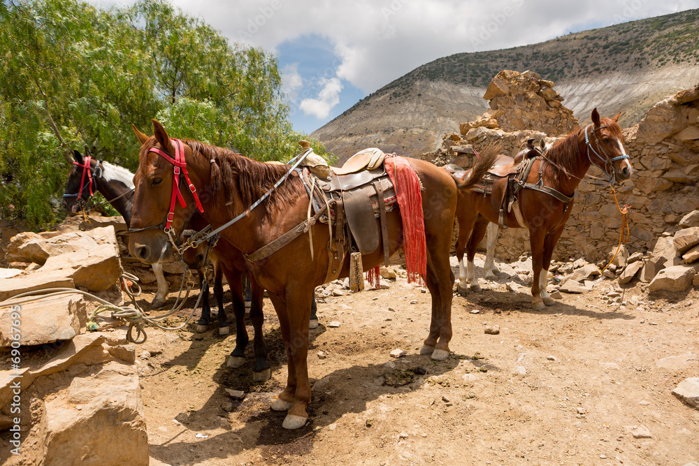 tour horses waiting for customers tour horses waiting for customers