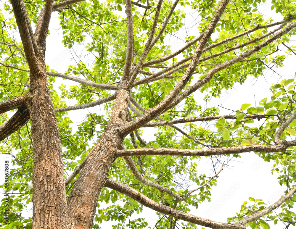 abstract background of tree branch abstract background of tree branch