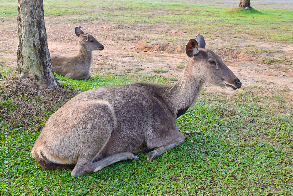 Fototapeta premium Deer lying on the grass