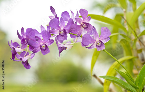 bloom purple orchid on nature background