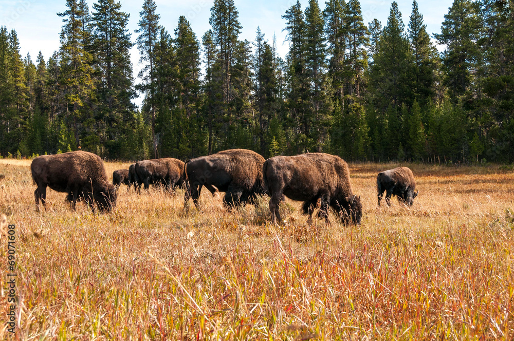 Bison on meadow in Yellowstone. Bison on meadow in Yellowstone.