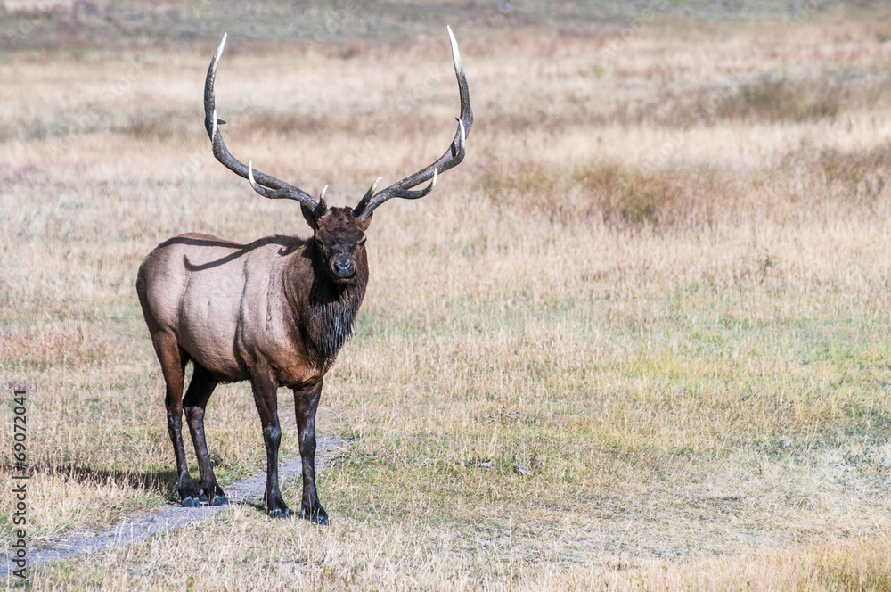Picture of wild elk. Stock Photo Adobe Stock