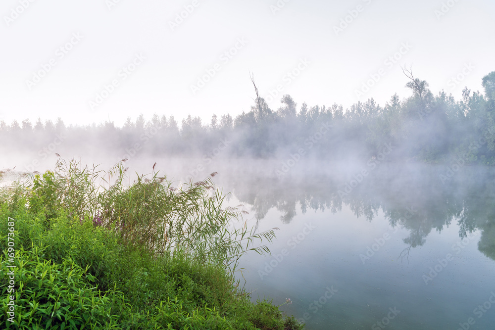 Reed cane by the foggy lake