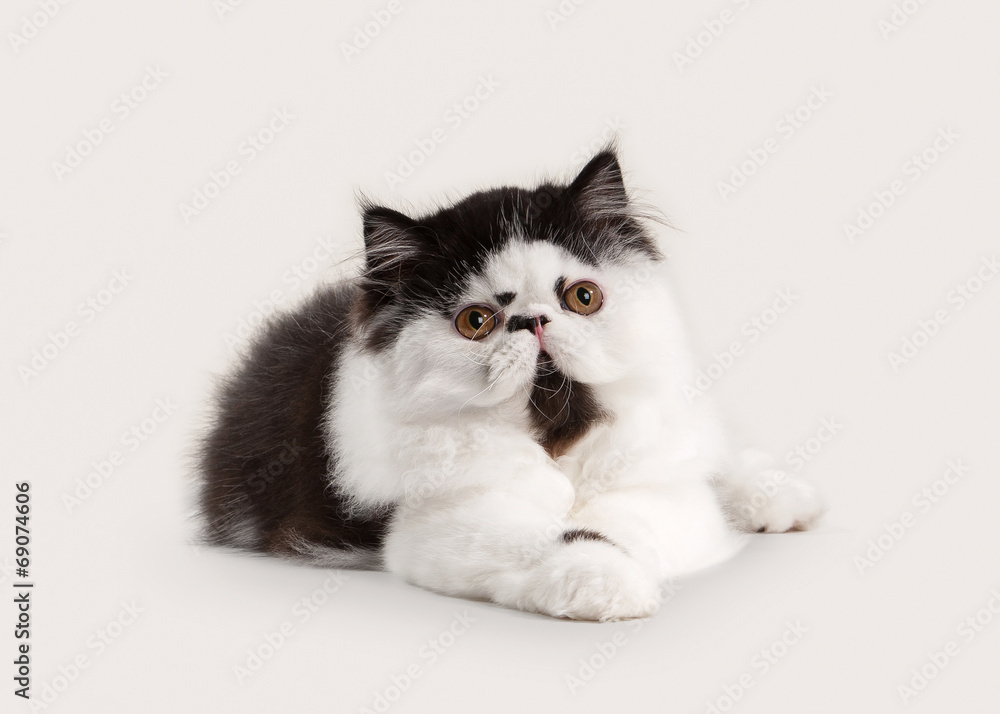 small persian kitten on white background small persian kitten on white background