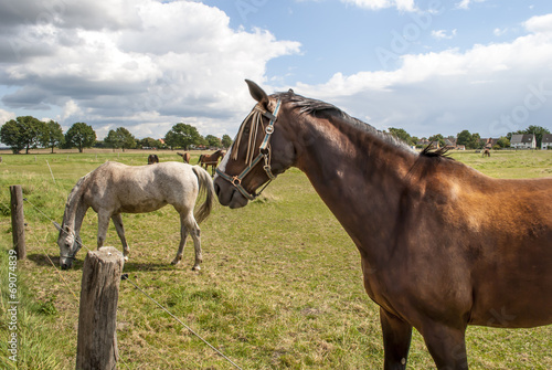 Grazing Horses © marko
