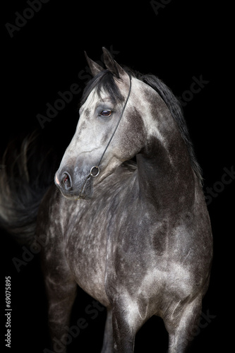Gray horse head on black background