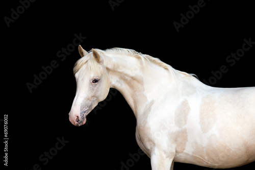 White pony with spots on black background