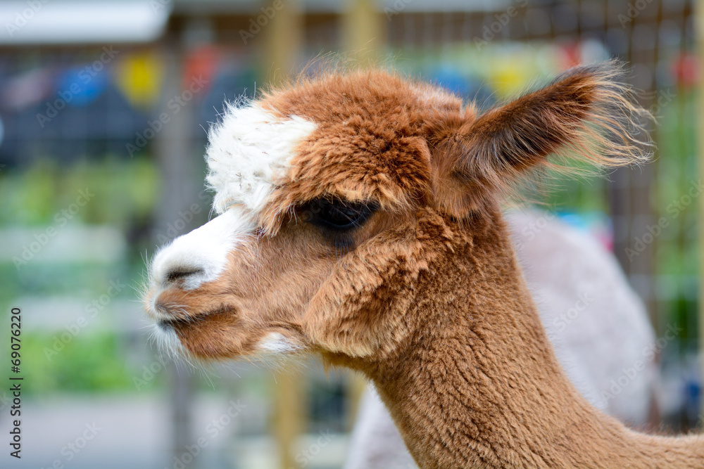 Obraz premium Alpaca portrait