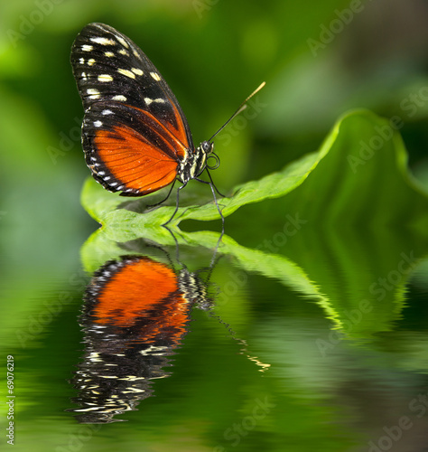 an orange tropical butterfly sitting on a leaf #69076219