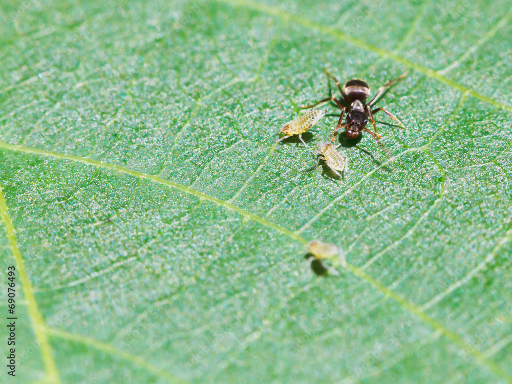 ant pastures few aphids on leaf ant pastures few aphids on leaf