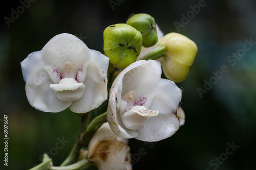 white elata orchid