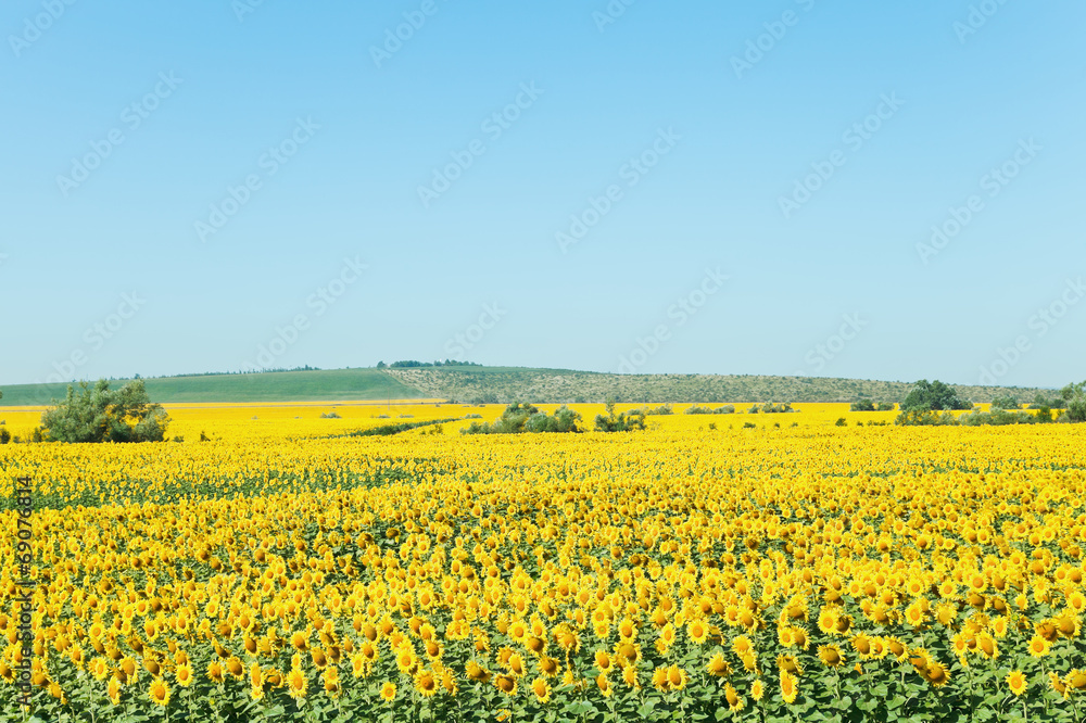 yelow sunflower plantation in hill of the Caucasus yelow sunflower plantation in hill of the Caucasus