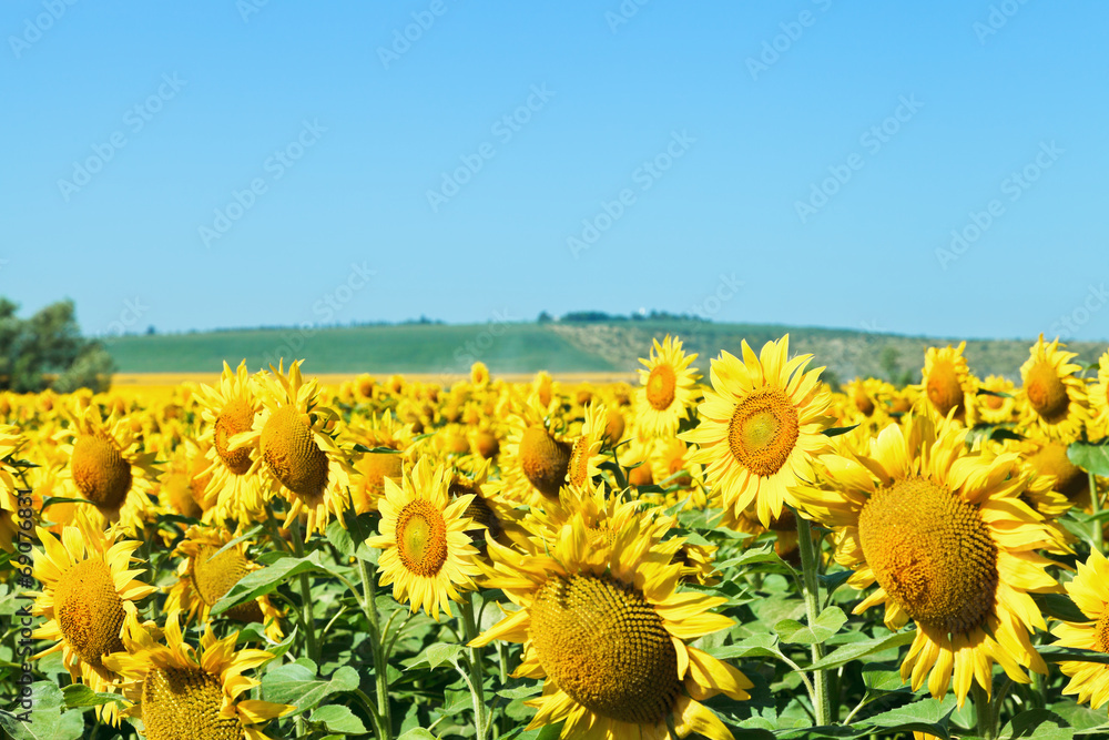 Naklejka premium sunflower flowers on field in Caucasus region
