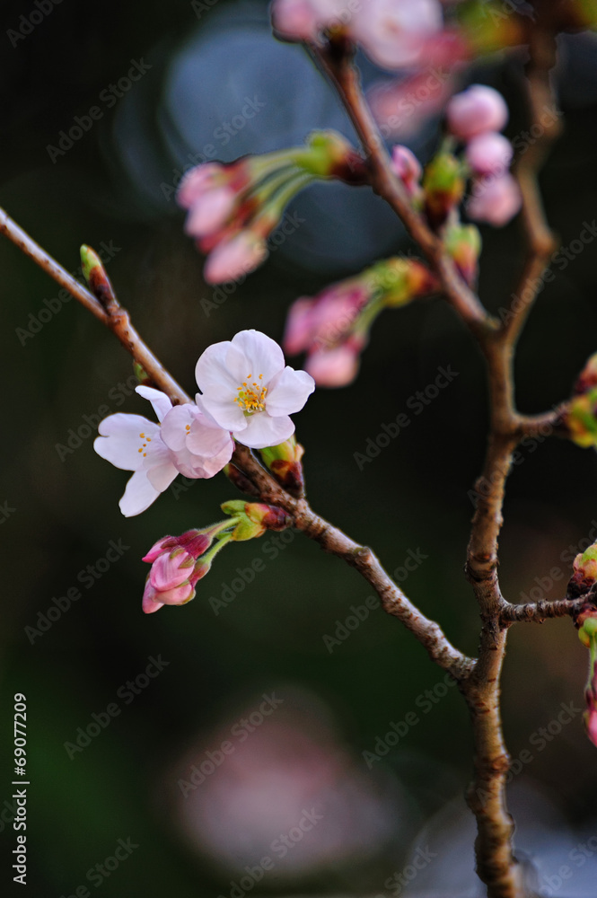 桜マクロ 桜マクロ
