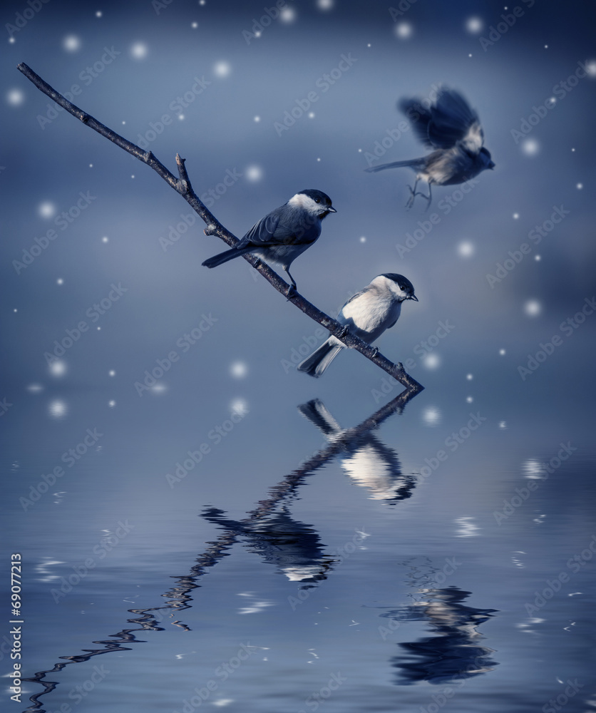 Fototapeta premium birds in winter