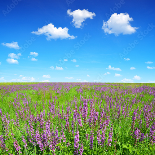 Spring meadow with blue sky