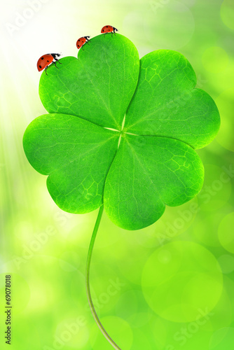 Green clover leaf with ladybugs