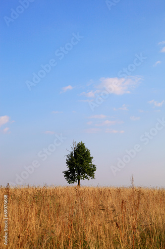 Lonely tree on a meadow. Landscape.