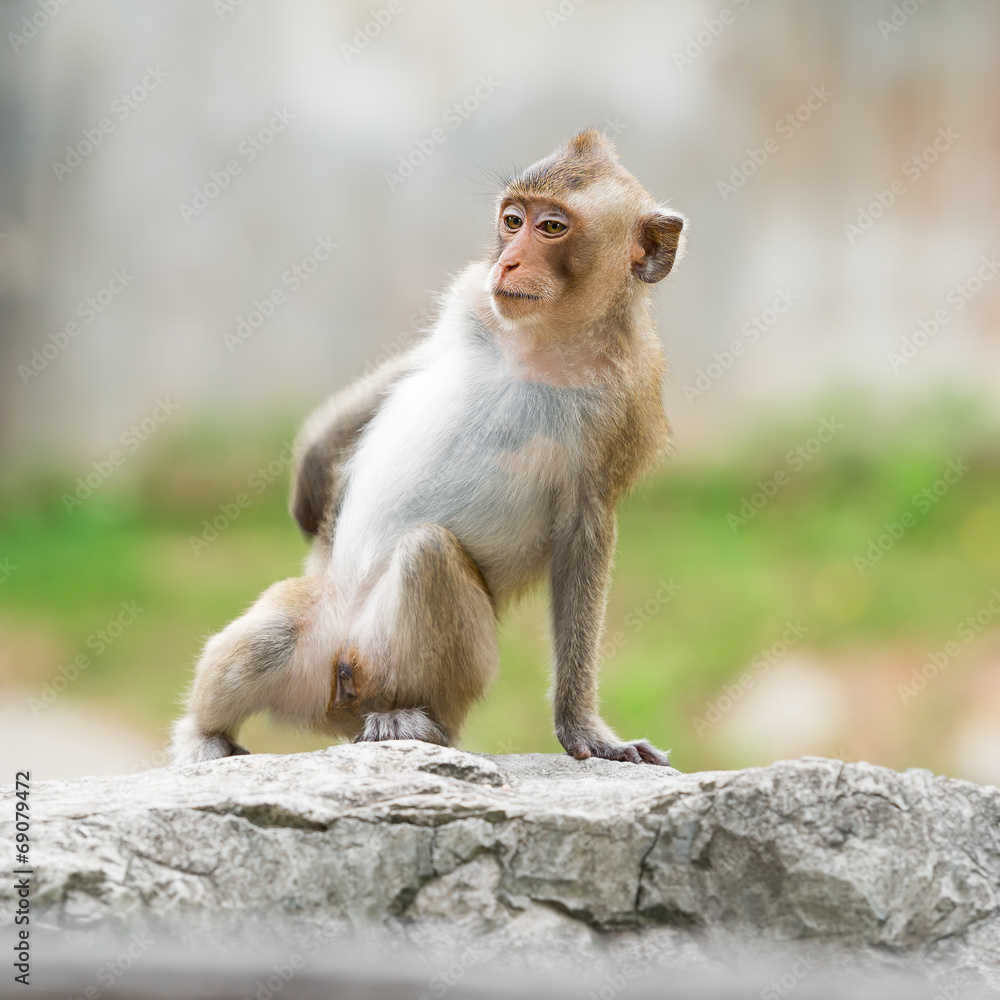 Single cute monkey
