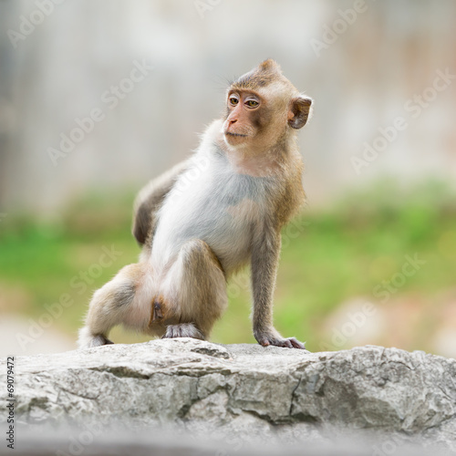 Single cute monkey