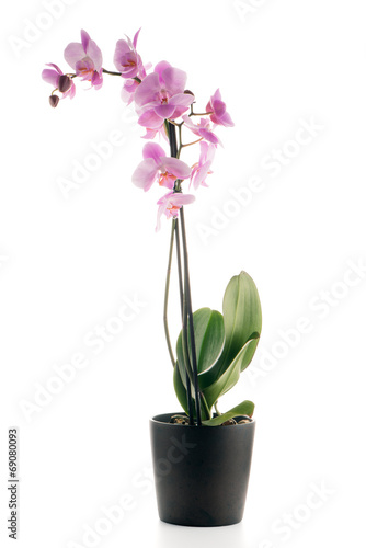 Beautiful pink orchid in a flowerpot