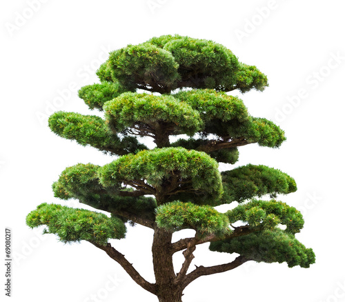 bonsai green pine tree isolated on white