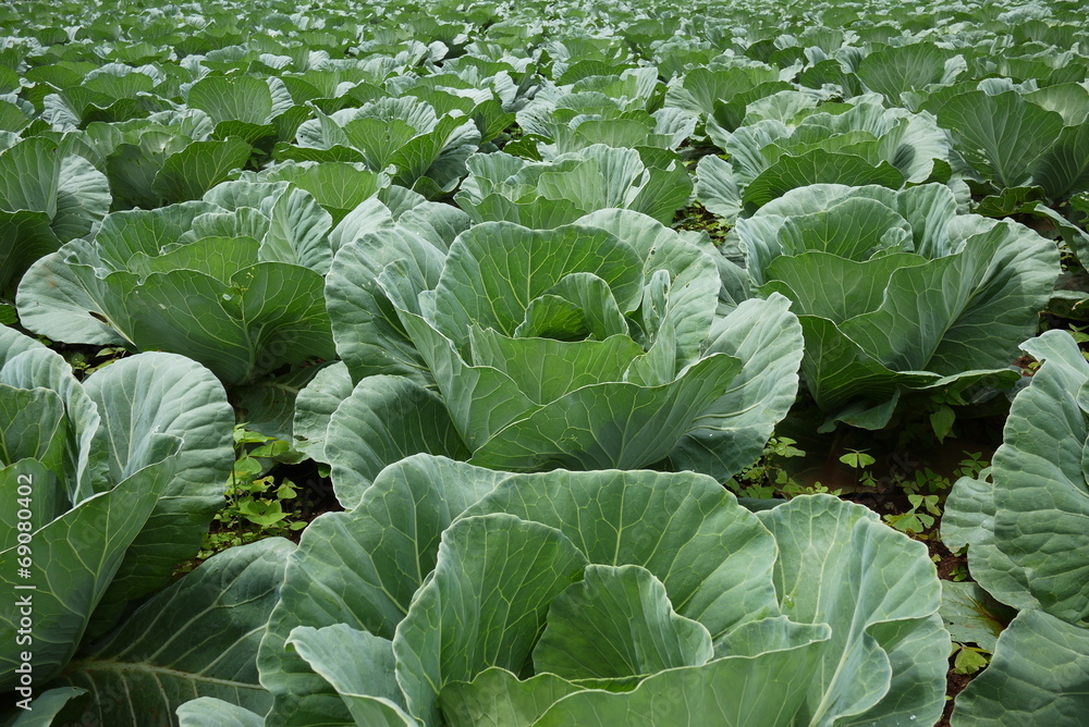 Naklejka premium Cabbage field