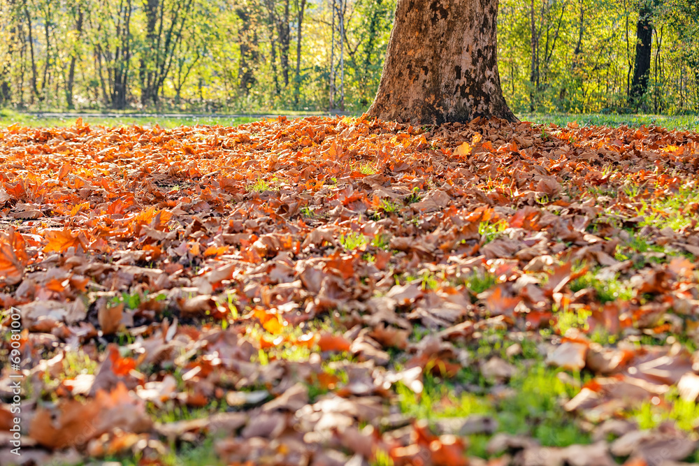 leaves in the park