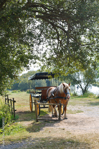 horse with carriage in village