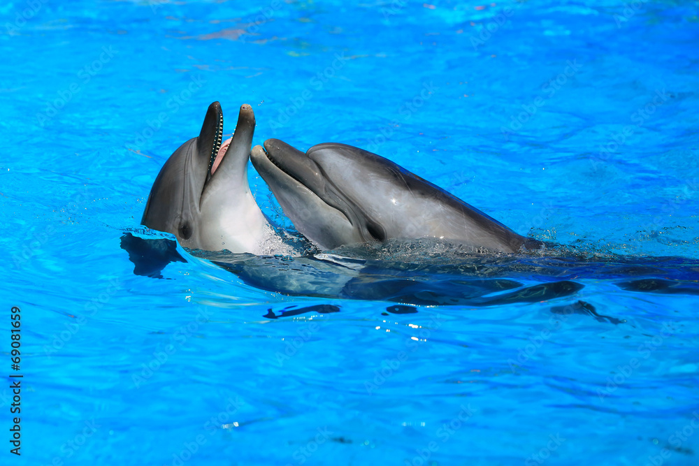 Naklejka premium two dolphins