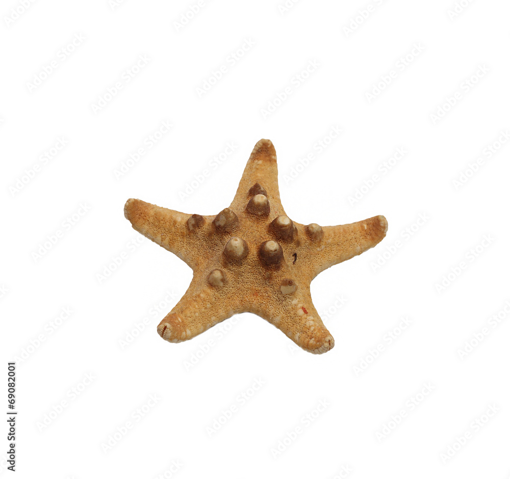 small dried starfish